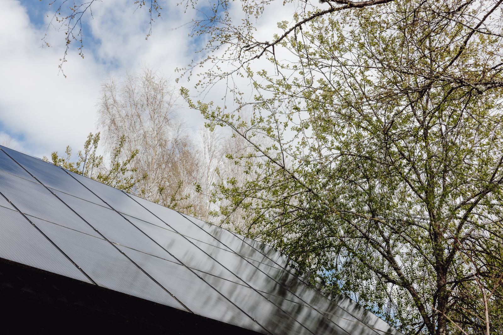 Rooftop solar panel array framed by birch trees against a spring sky